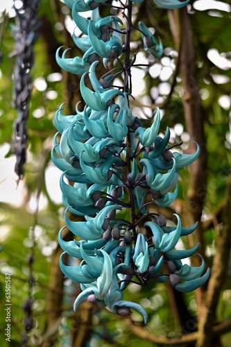 Blue orchid