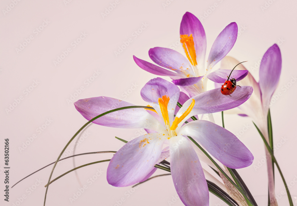 Fototapeta premium Ladybird on flower crocus