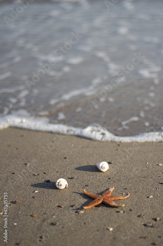 Starfish and shells on the beach