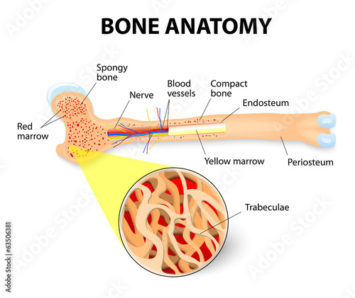 bone anatomy photo