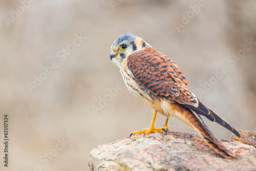 Foto kestrel varied bird