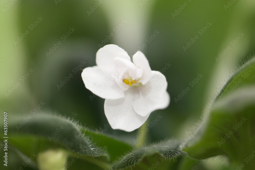 white violet flower