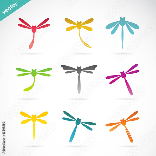 Vector group of colorful dragonfly