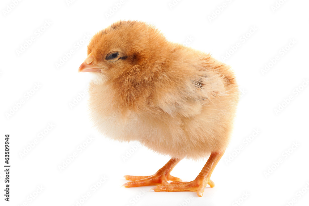 The yellow small chick The yellow small chick