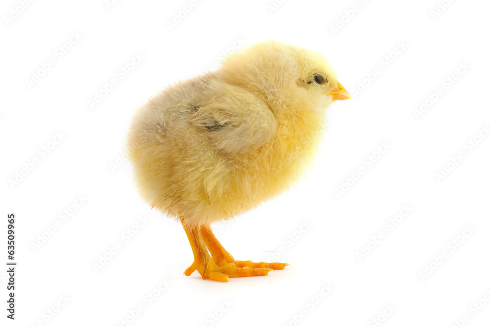Fototapeta premium The yellow small chick