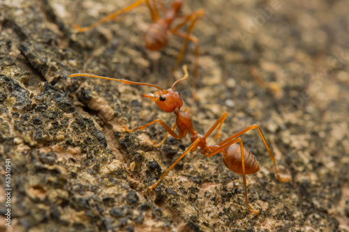 Ant's Competition © honbk1988