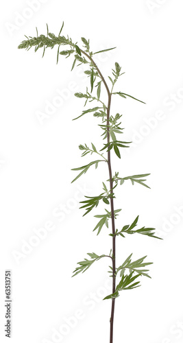 Mugwort  Artemisia vulgaris isolated on white background