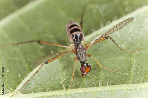 Neria cibaria, Micropezidae attacked by fungus, macro photo photo