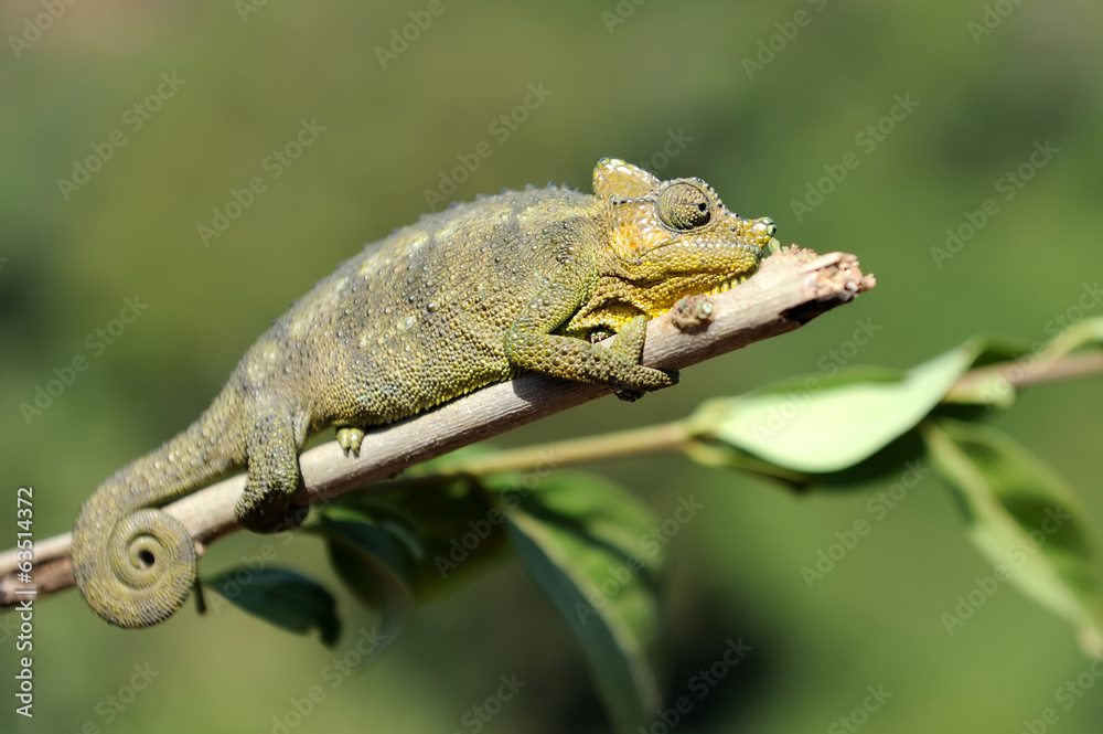 Chameleon Chameleon