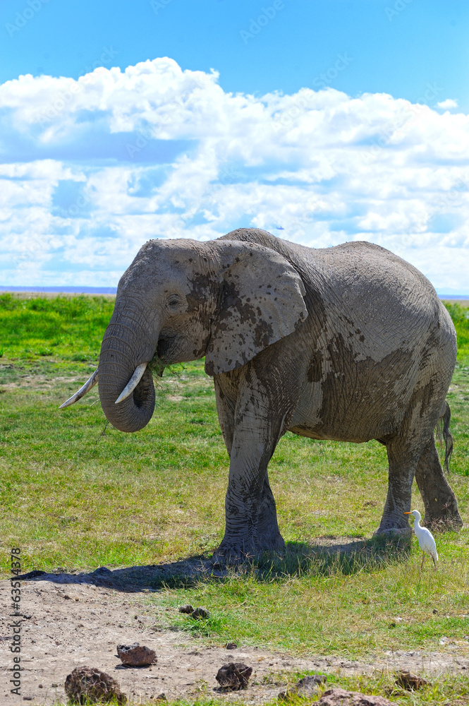 Obraz premium Elephant