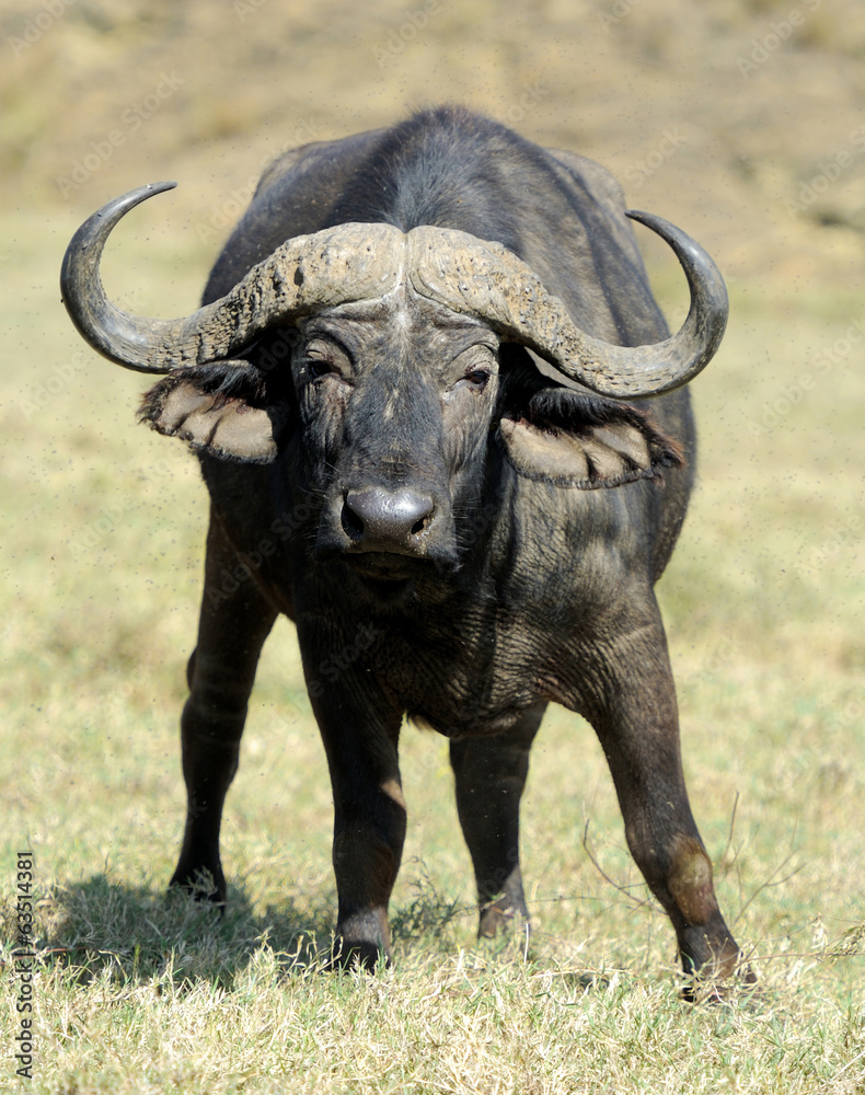 Fototapeta premium Buffalo