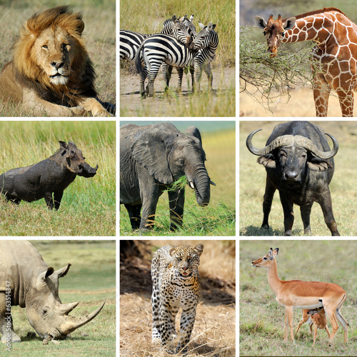African animal collage