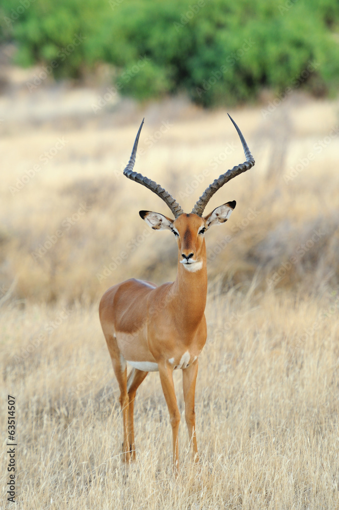 Impala Impala