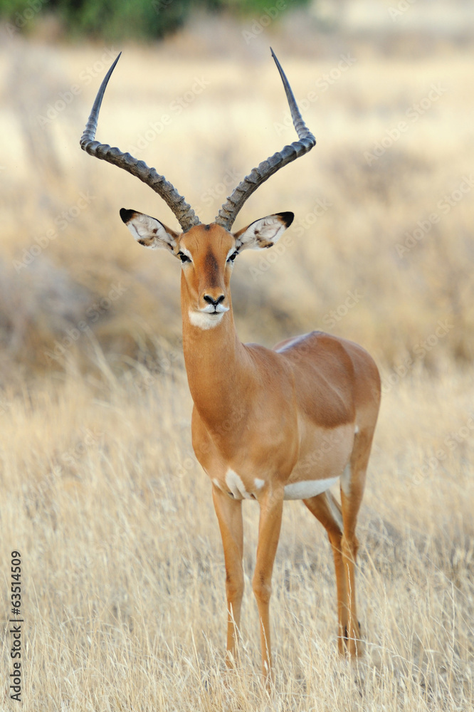 Impala Impala