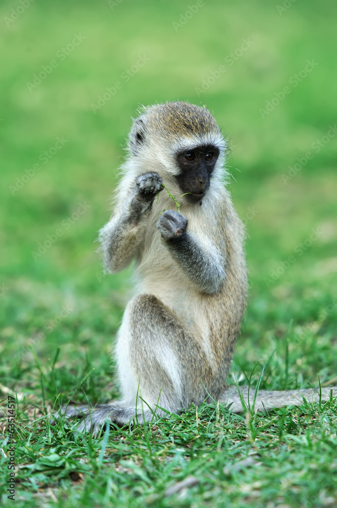 Obraz premium Vervet monkey