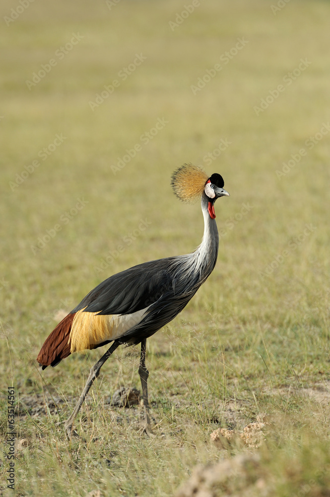 Naklejka premium Crowned crane
