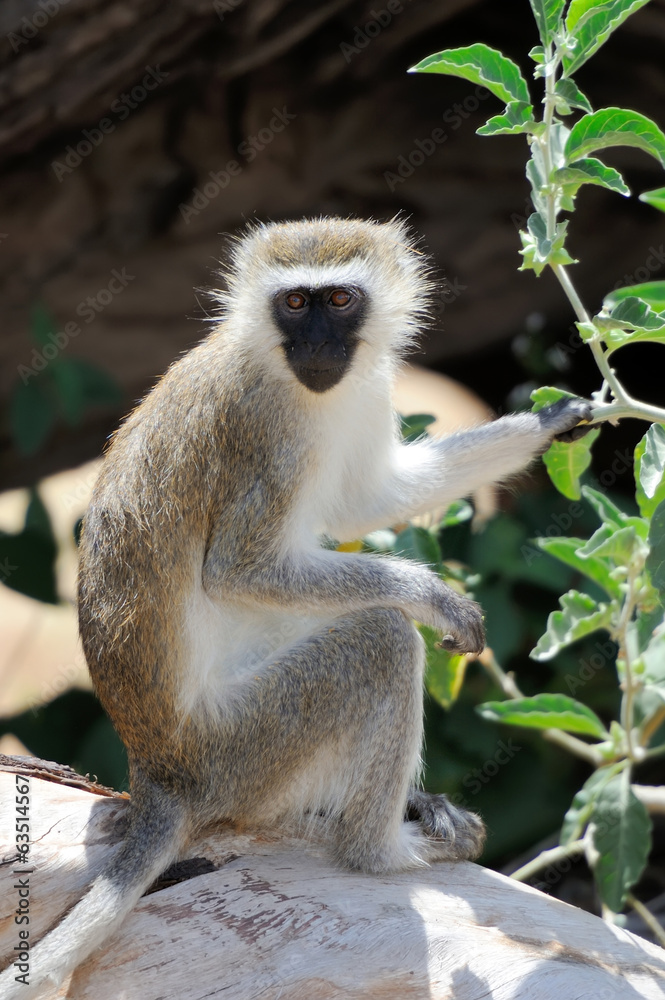 Obraz premium Vervet monkey