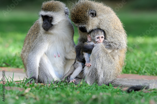 Photography Vervet monkey