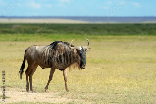 Wildebeest photo