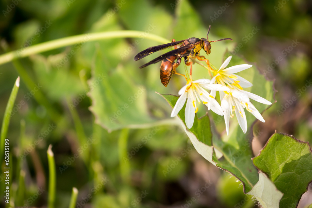 bee on flower bee on flower