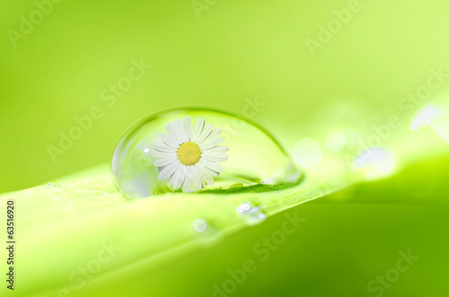 Fototapeta Naklejka Na Ścianę i Meble -  drop of spring