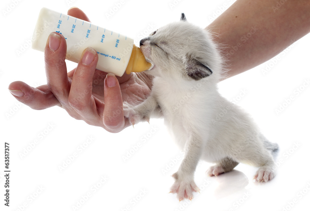 Fototapeta premium feeding siamese kitten