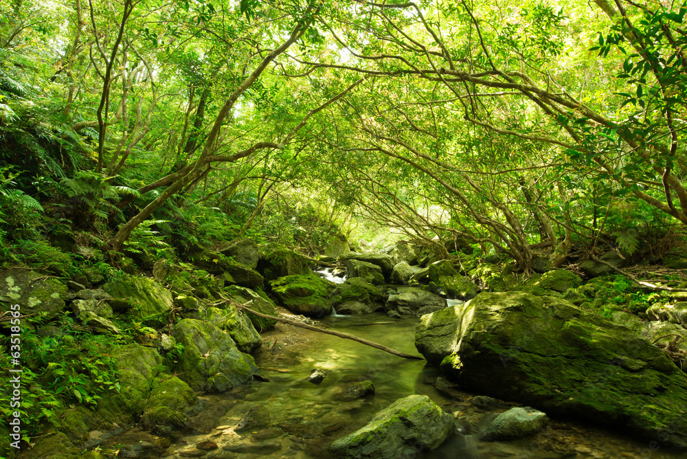 やんばるの清流（奥間川）