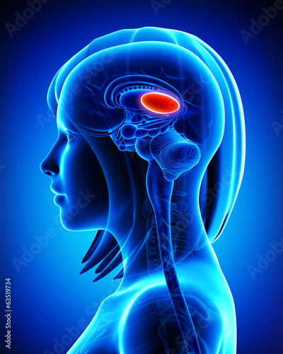 Anatomy of female brain's thalamus, L- cross section photo