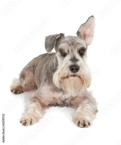 Cute miniature schnauzer