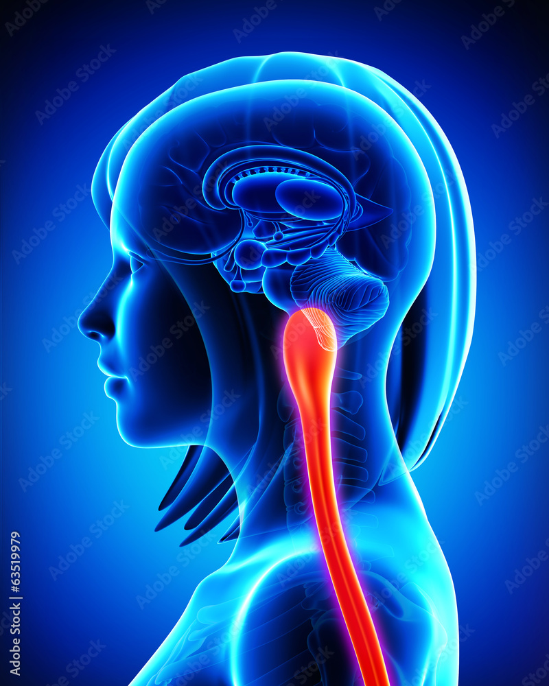 Anatomy of female medulla oblongata and spinal cord in blue Anatomy of female medulla oblongata and spinal cord in blue