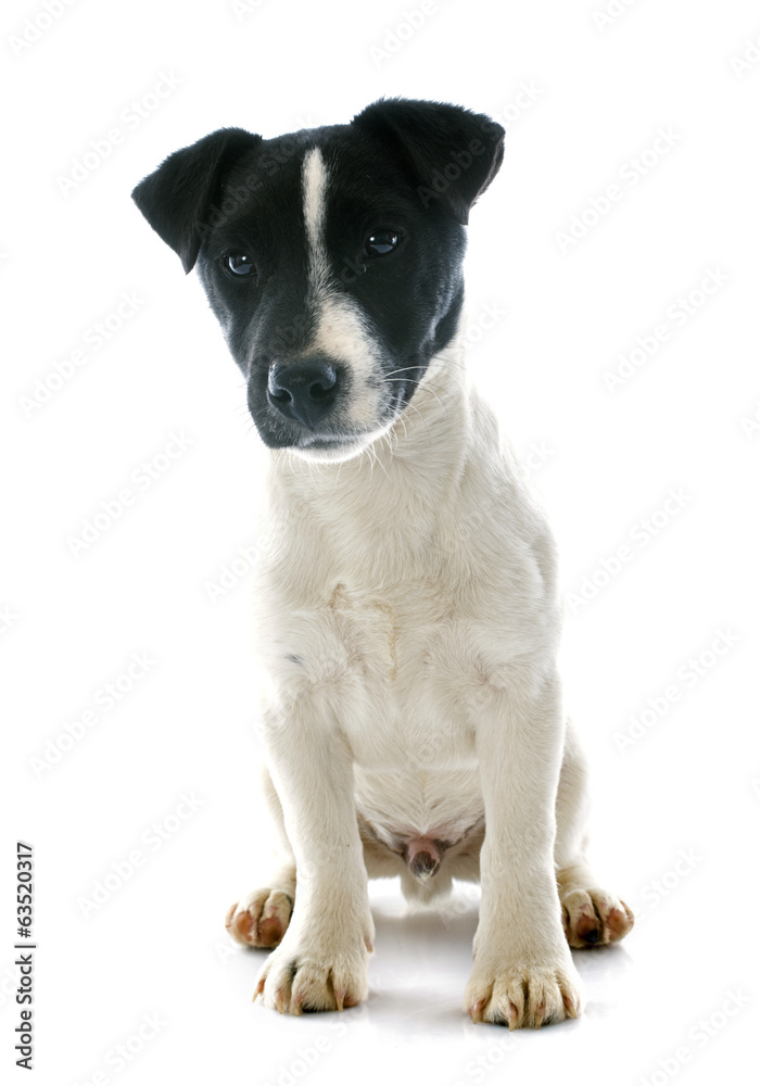 puppy jack russel terrier