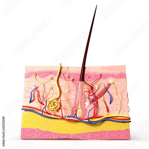 human hair follicles