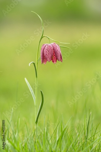 Schachblume / Fritillaria Meleagris