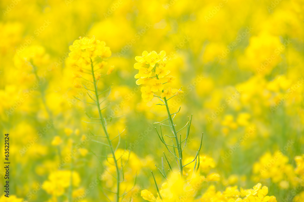 Rape Blossoms in Bright Light.