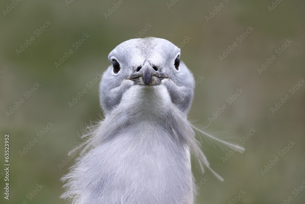 Fototapeta premium Great bustard, Otis tarda