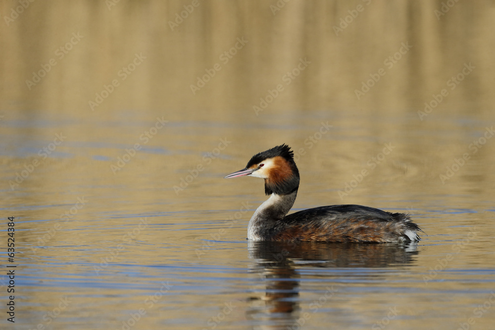 Great-crested grebe, Podiceps cristatus Great-crested grebe, Podiceps cristatus