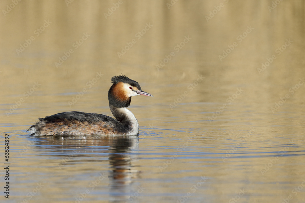 Great-crested grebe, Podiceps cristatus Great-crested grebe, Podiceps cristatus