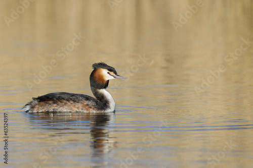 Great-crested grebe  Podiceps cristatus