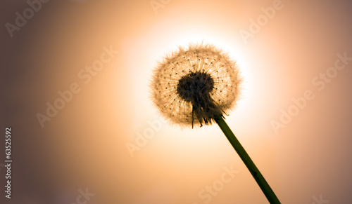 Backlit dandelion seed-head aka clock