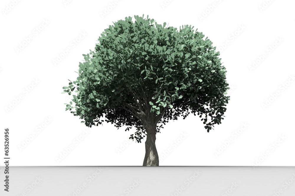 Fototapeta premium Tree with green leaves growing