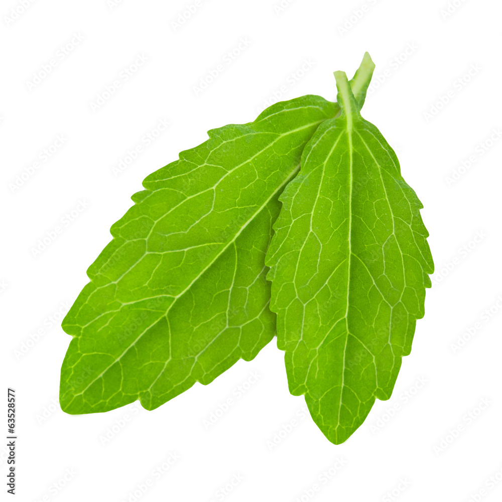 Obraz premium Stevia