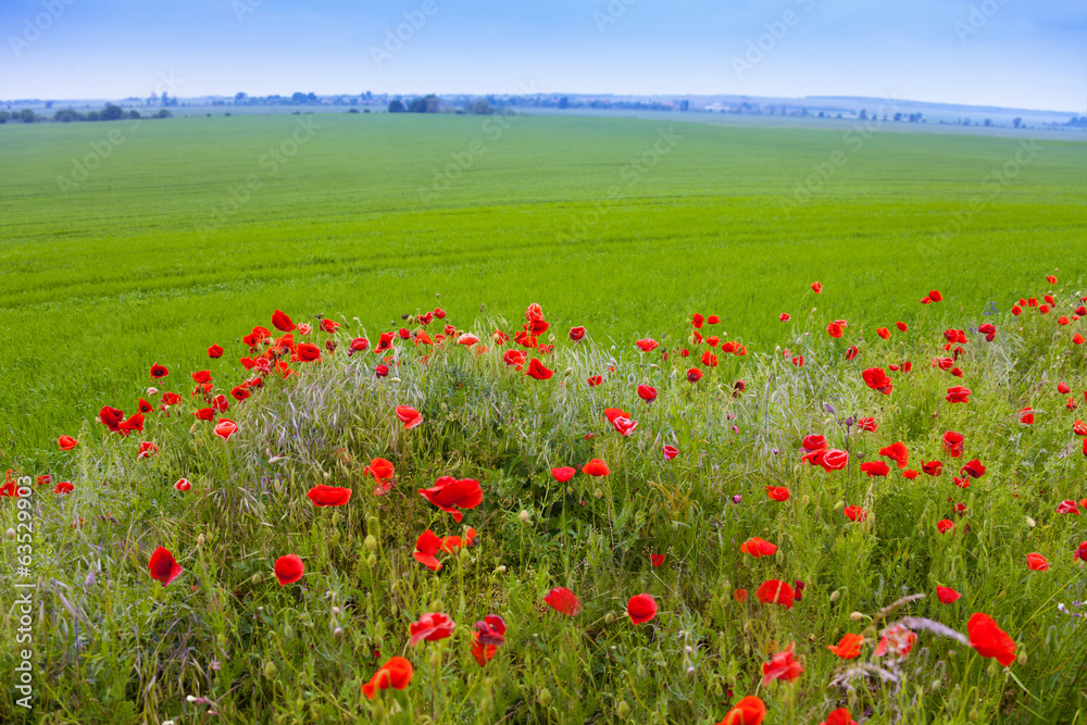 Poppy flowers and green field