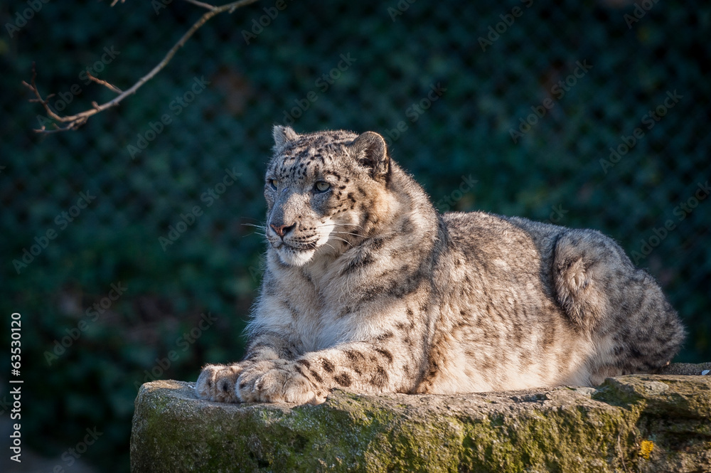 Fototapeta premium Panthère des neiges