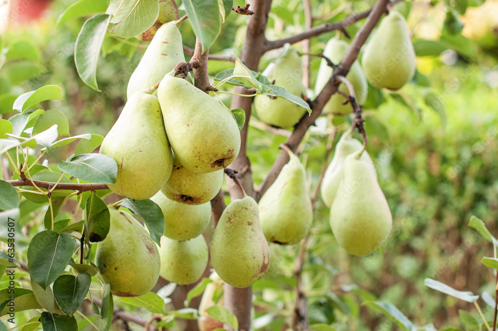 Pear tree Pear tree