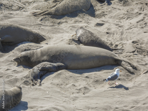 Elephant seals colony photo