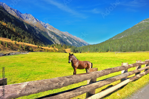 Fototapeta Naklejka Na Ścianę i Meble -  Rural pastoral