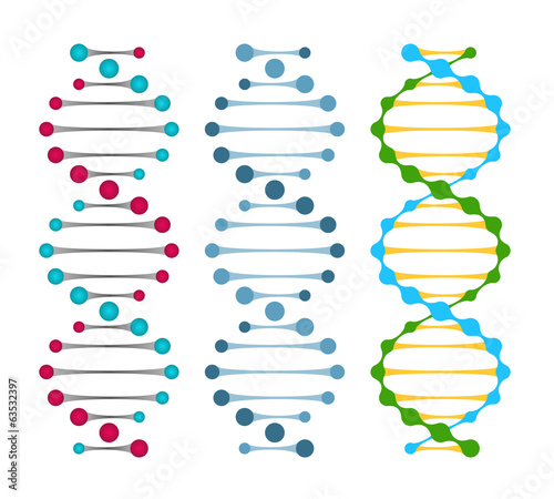 Three variants of double strand DNA molecules