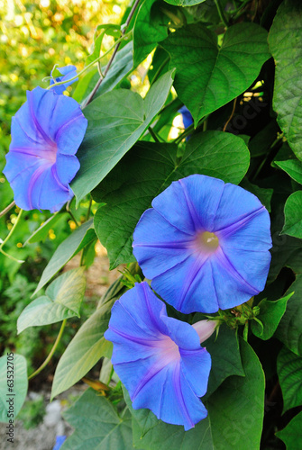 Blue morning glory