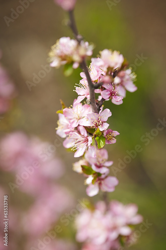 Blooming plum in spring .