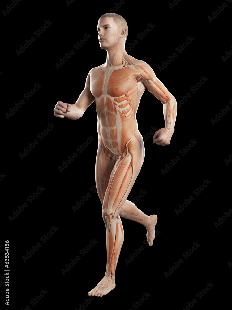 anatomy illustration showing the muscles of a jogger anatomy illustration showing the muscles of a jogger